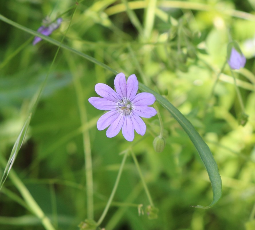 Изображение особи род Geranium.