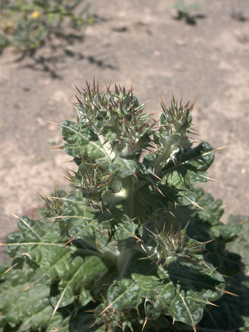 Image of Cousinia macroptera specimen.