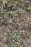 Oxytropis selengensis