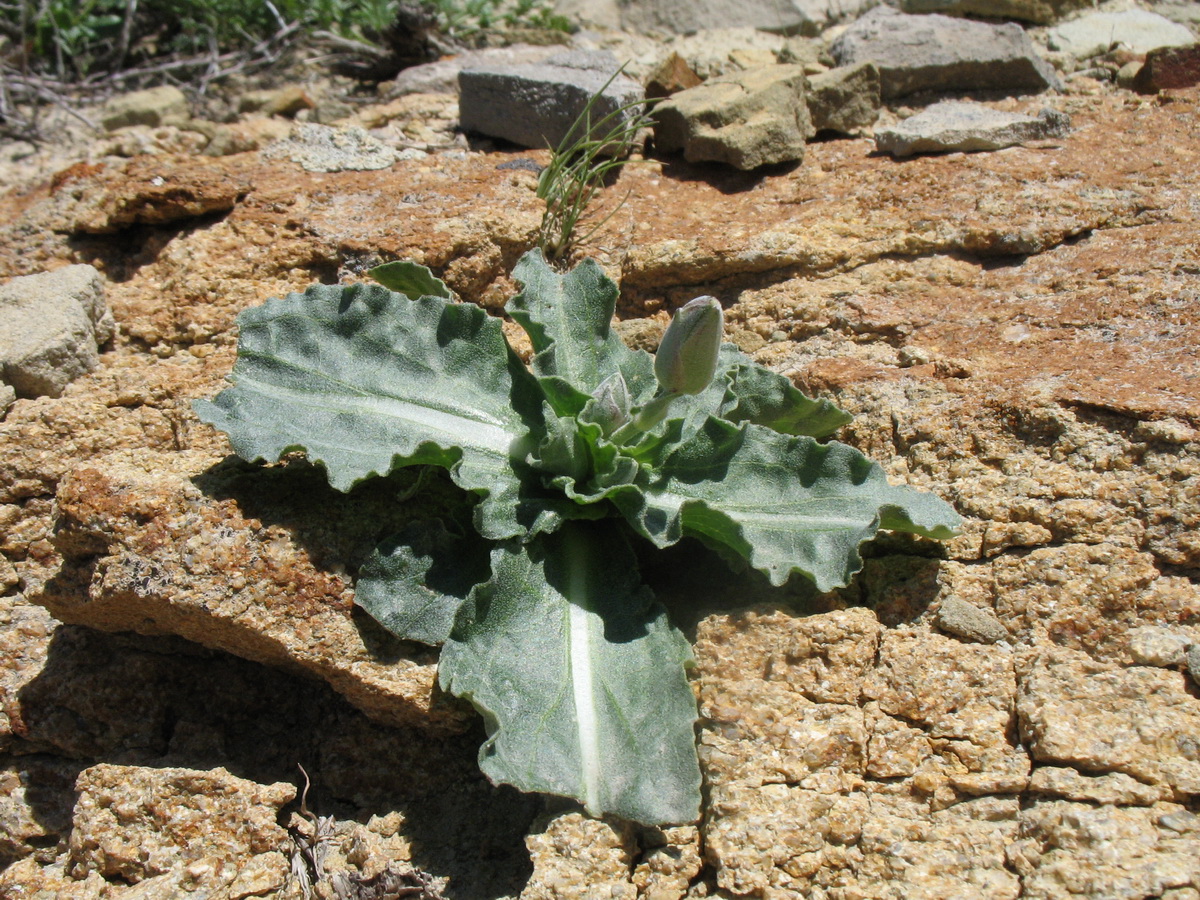 Image of Scorzonera inconspicua specimen.