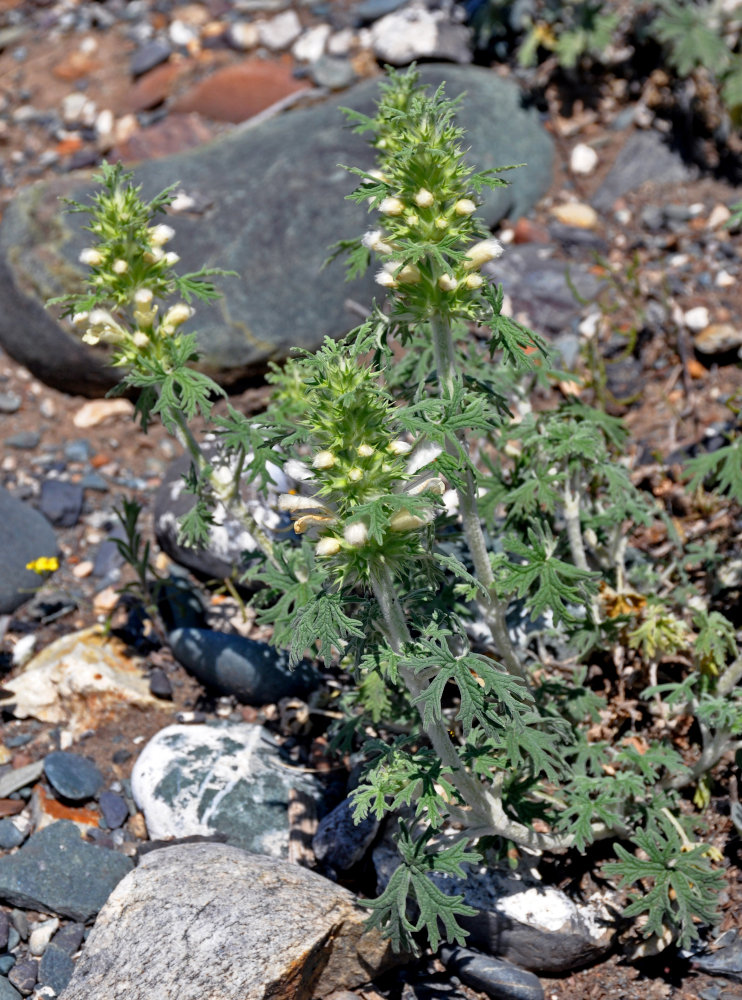 Image of Panzerina canescens specimen.