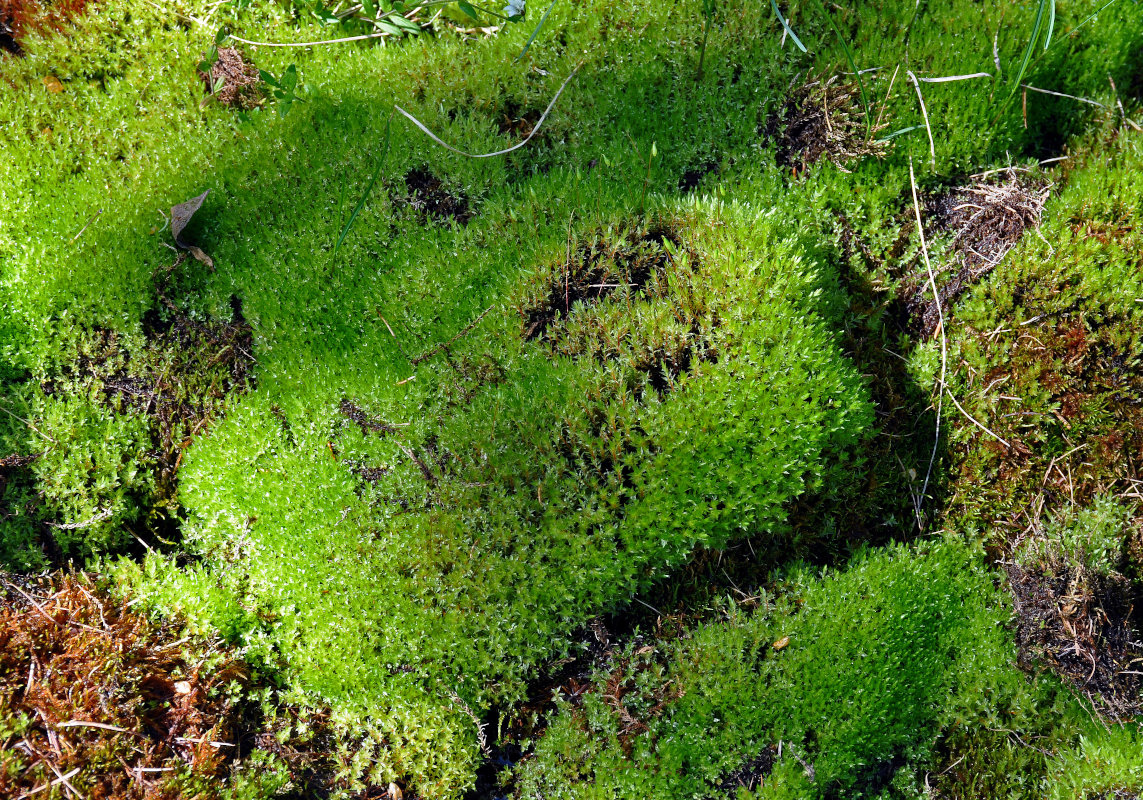 Изображение особи род Bryum.