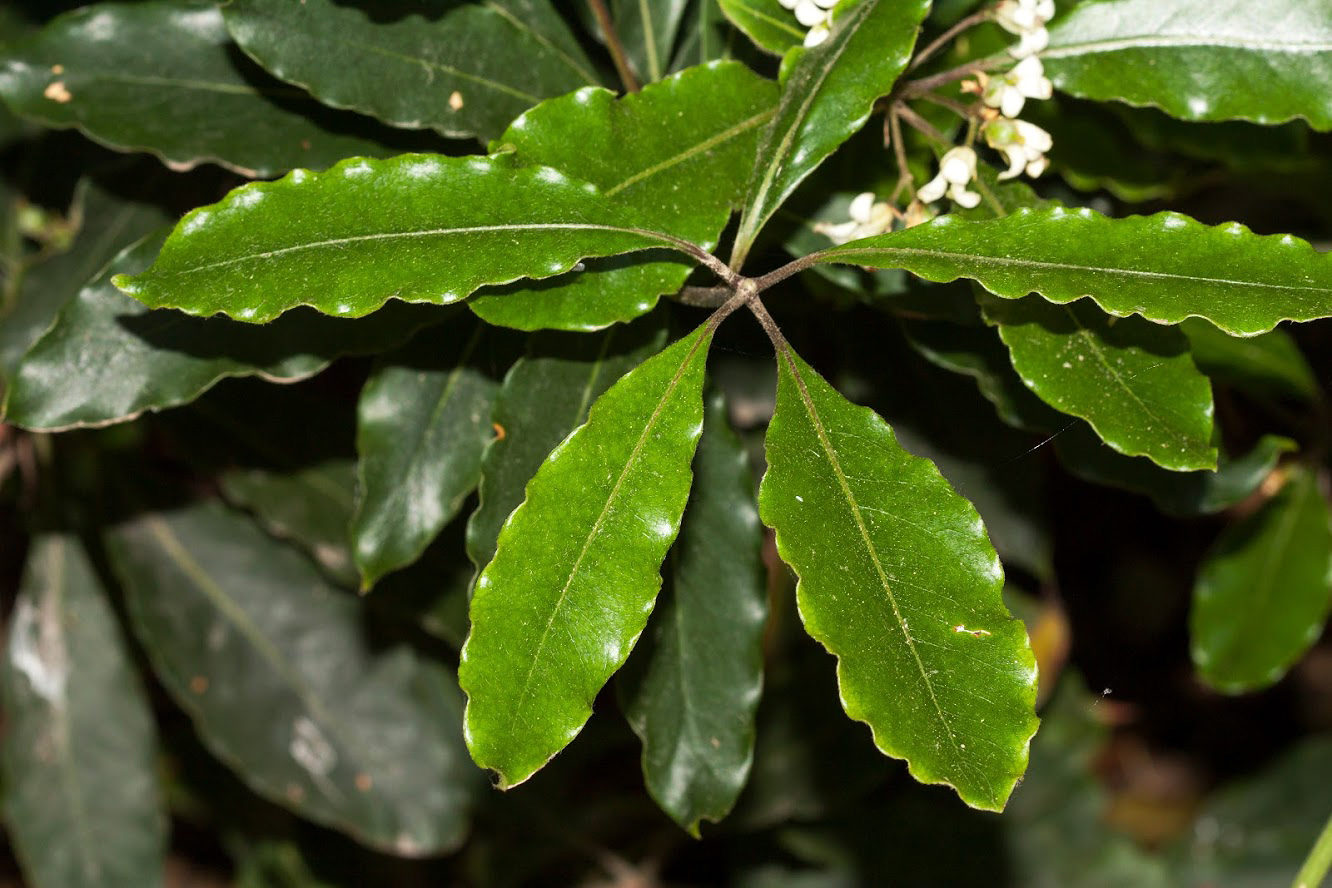 Image of Pittosporum undulatum specimen.