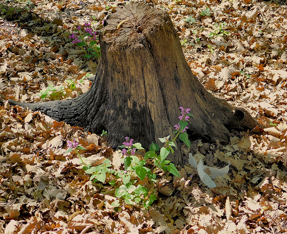 Image of Lamium maculatum specimen.