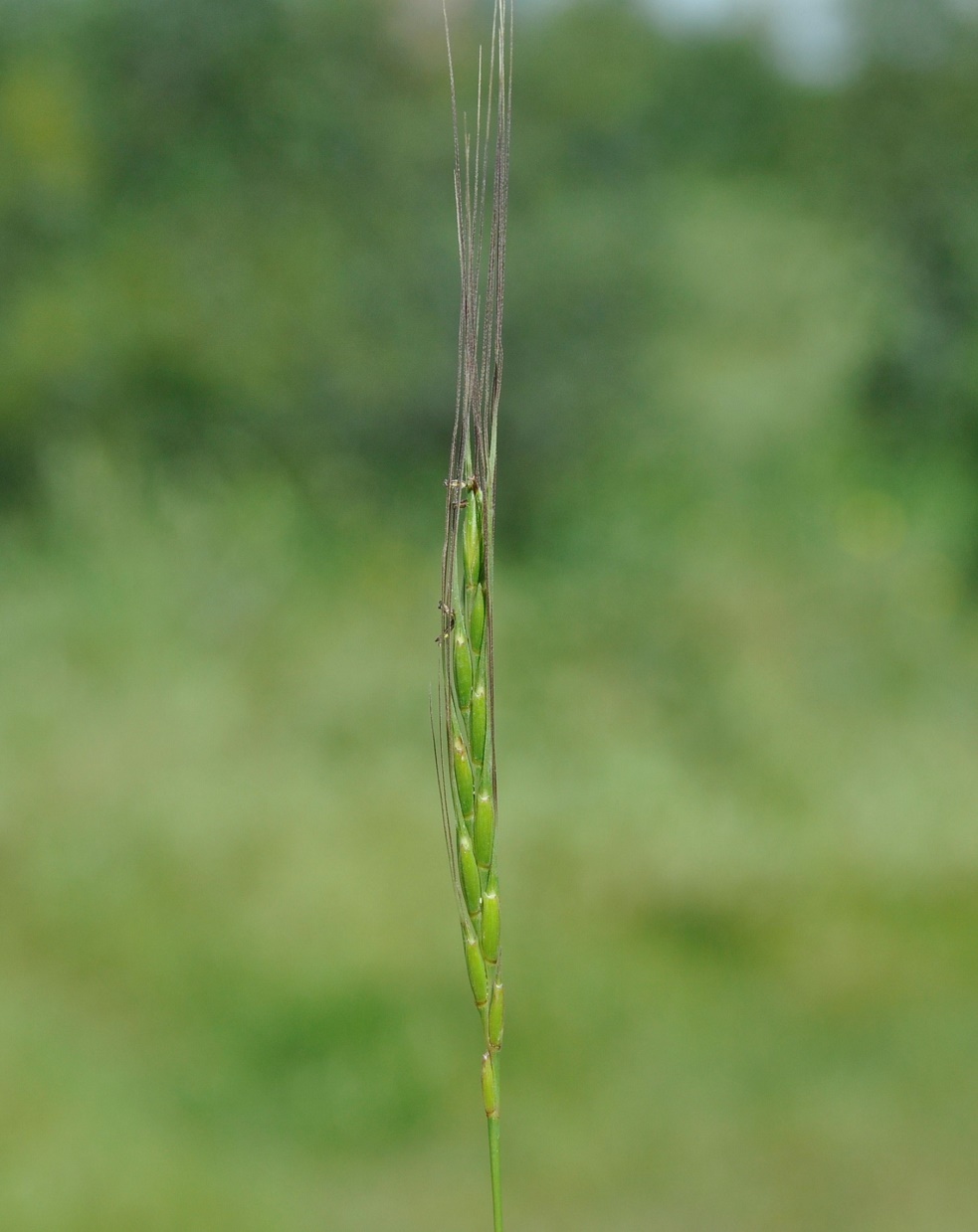 Изображение особи Aegilops bicornis.