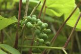 Vitis coignetiae