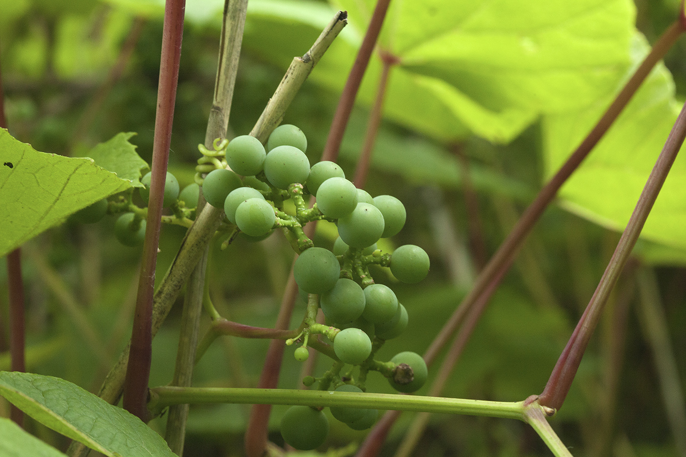 Изображение особи Vitis coignetiae.