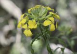 Erysimum ruscinonense. Соцветие с жуком. Испания, автономное сообщество Каталония, провинция Жирона, комарка Ла-Гарроча, муниципалитет Салес-де-Льерка, разреженый дубовый лес, на слабо задернованном субстрате в расщелине скалы. 29.05.2019.