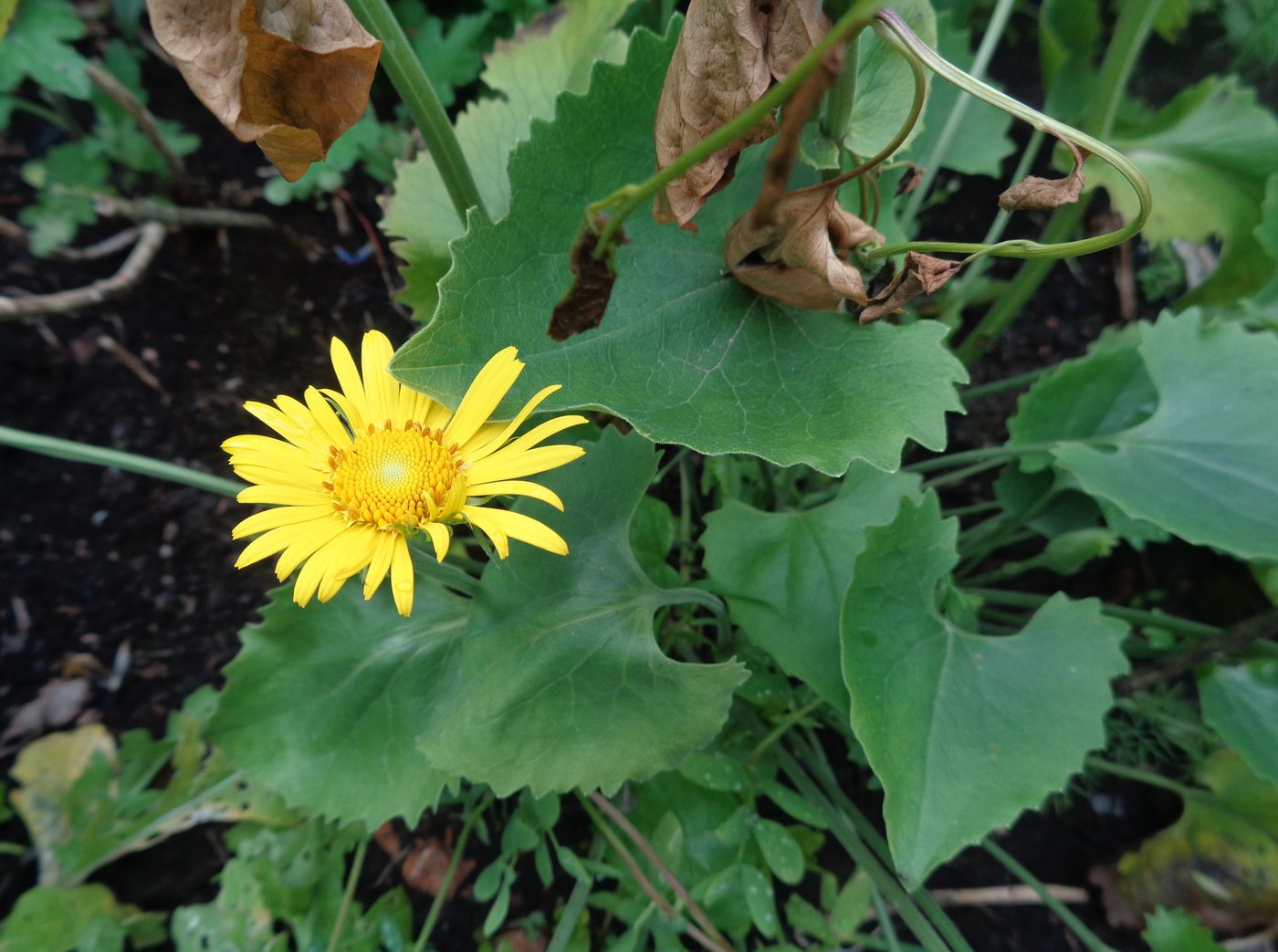 Изображение особи Doronicum carpaticum.