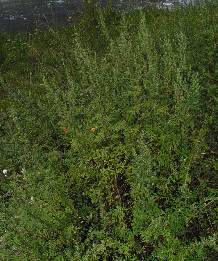 Image of Artemisia stechmanniana specimen.