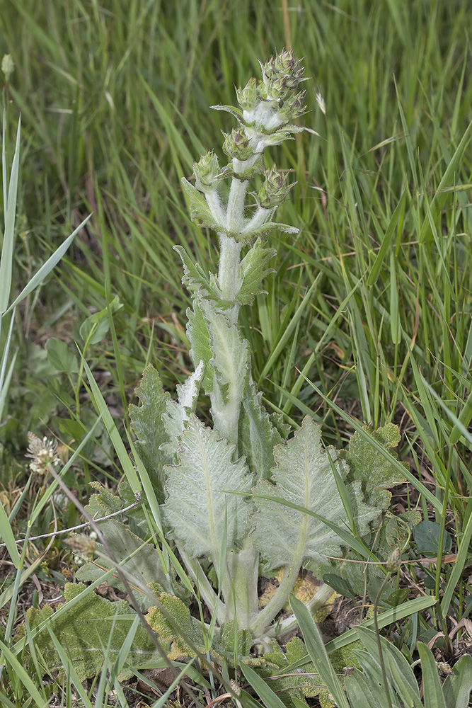 Изображение особи Salvia aethiopis.