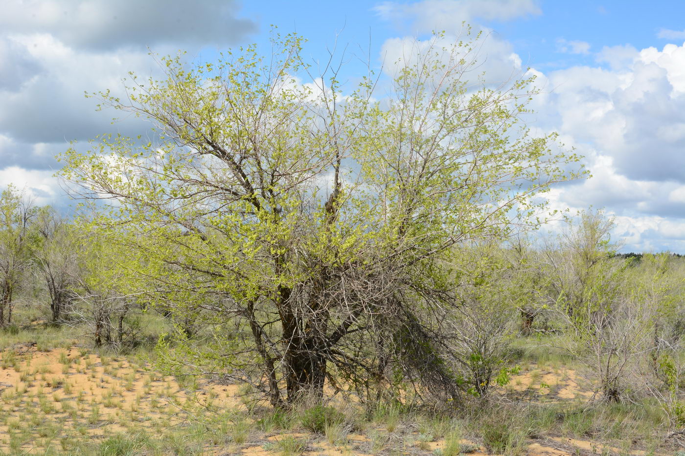 Image of Ulmus pumila specimen.