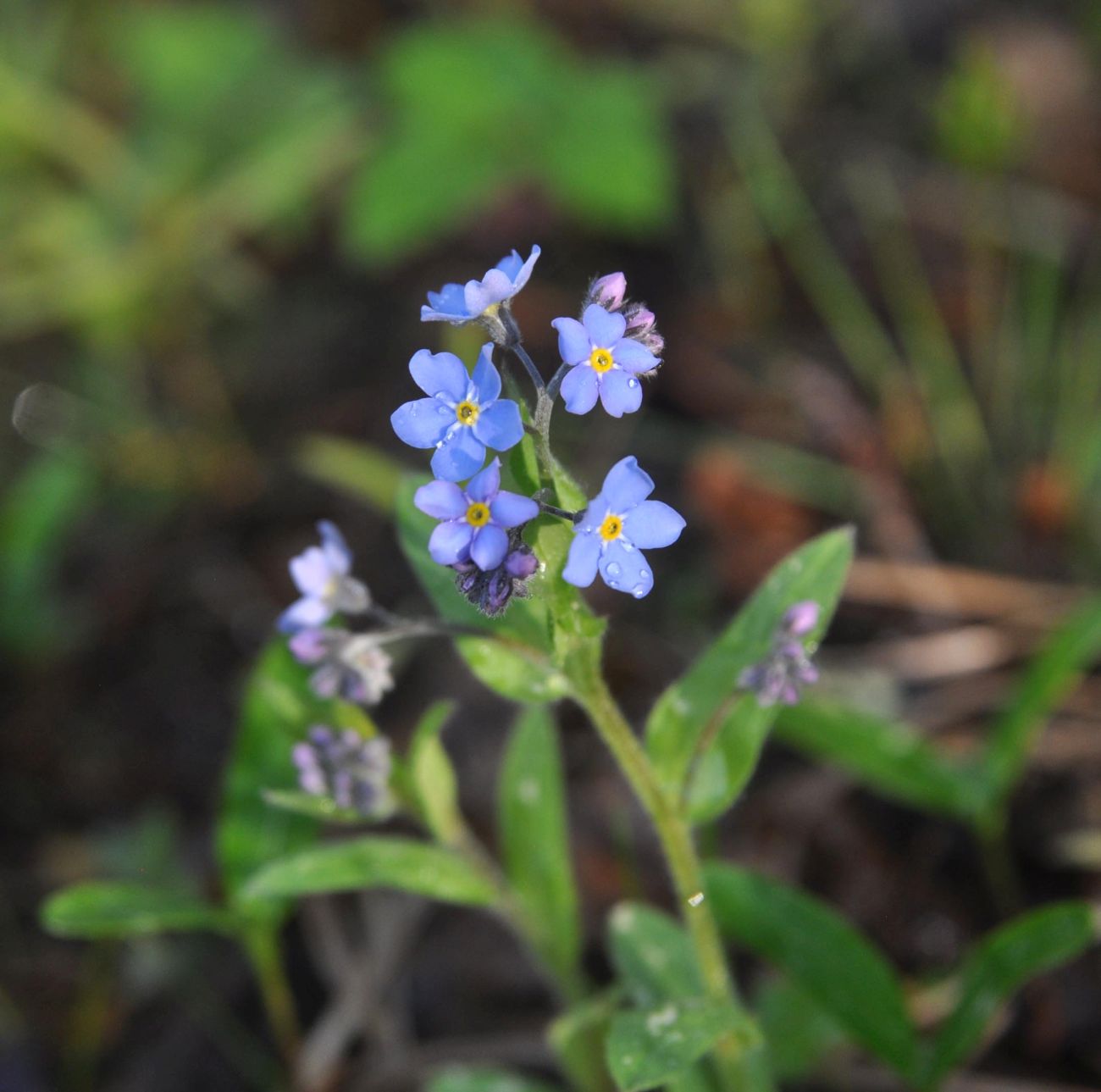 Изображение особи Myosotis sylvatica.