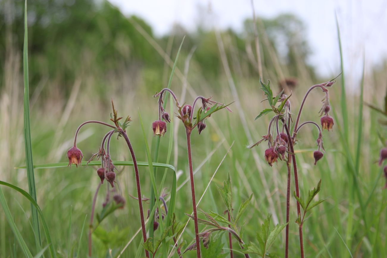 Image of Geum rivale specimen.