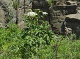 genus Heracleum. Цветущие растения. Приморский край, Шкотовский р-н, окр. пос. Подъяпольск, каменистый берег моря. 12.06.2020.
