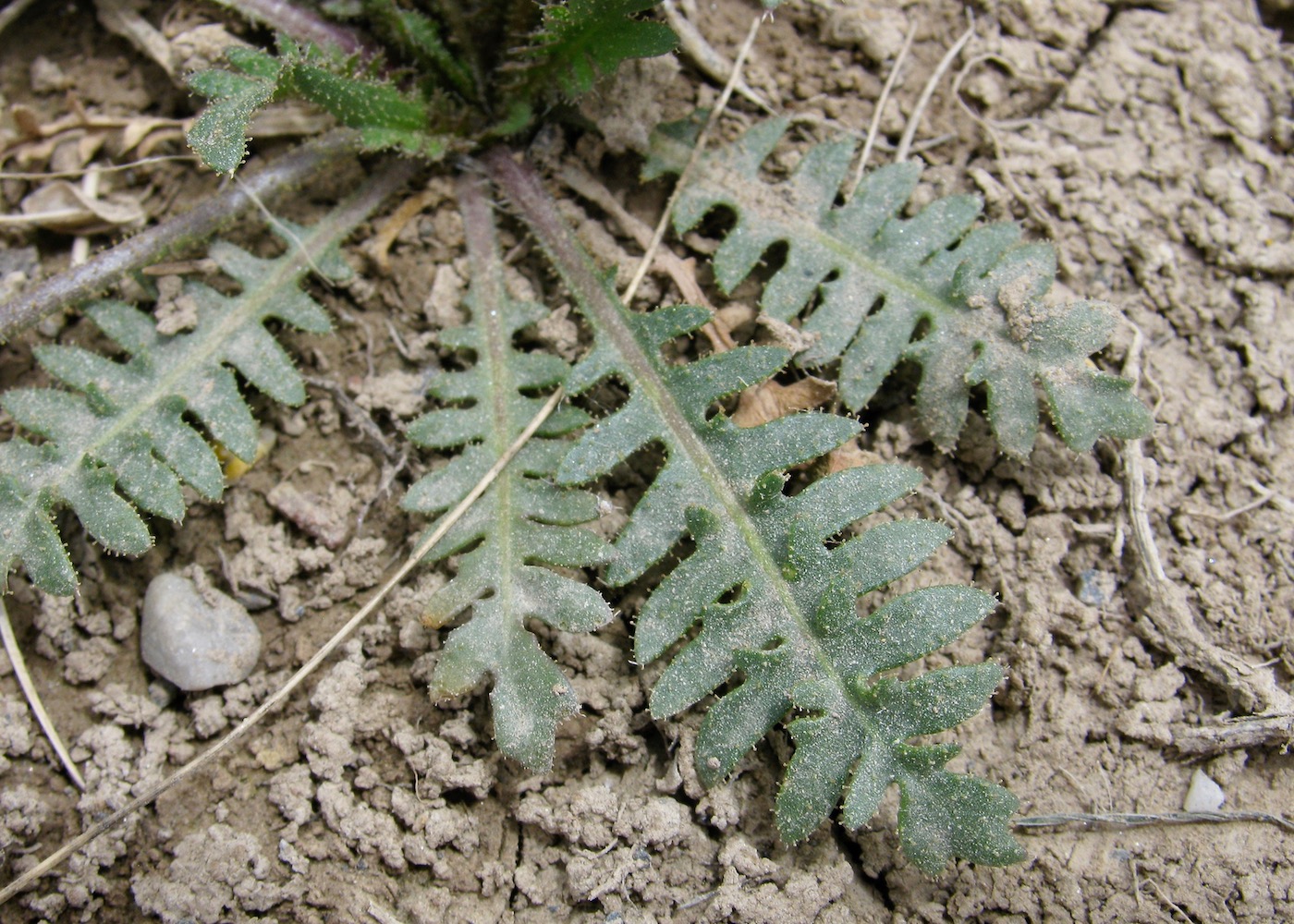 Изображение особи Chorispora macropoda.