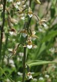 Epipactis palustris