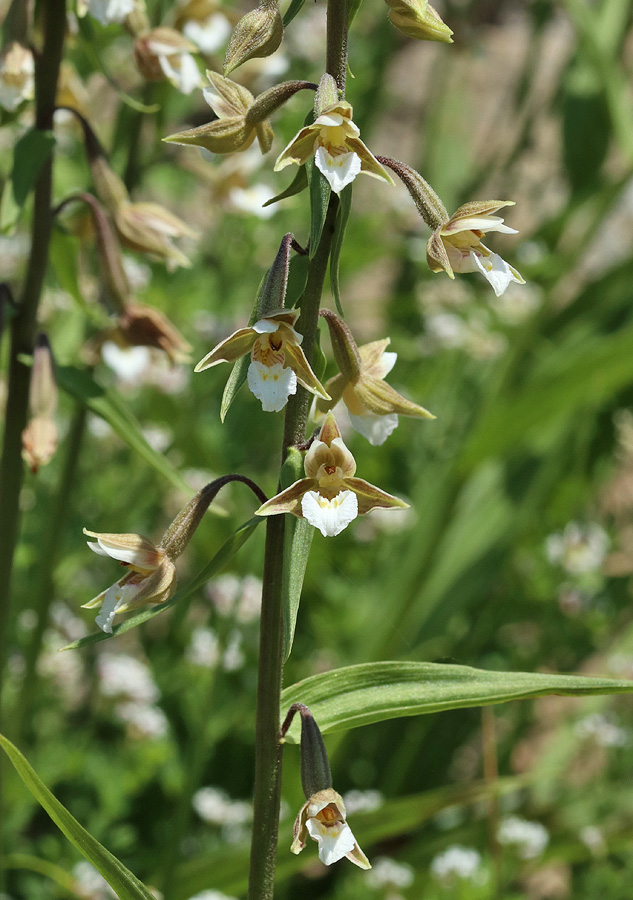 Image of Epipactis palustris specimen.