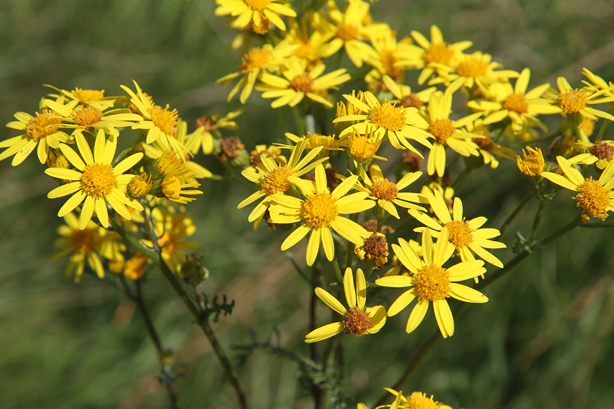 Изображение особи Senecio jacobaea.