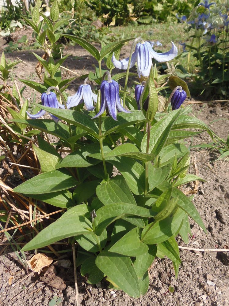 Image of Clematis integrifolia specimen.