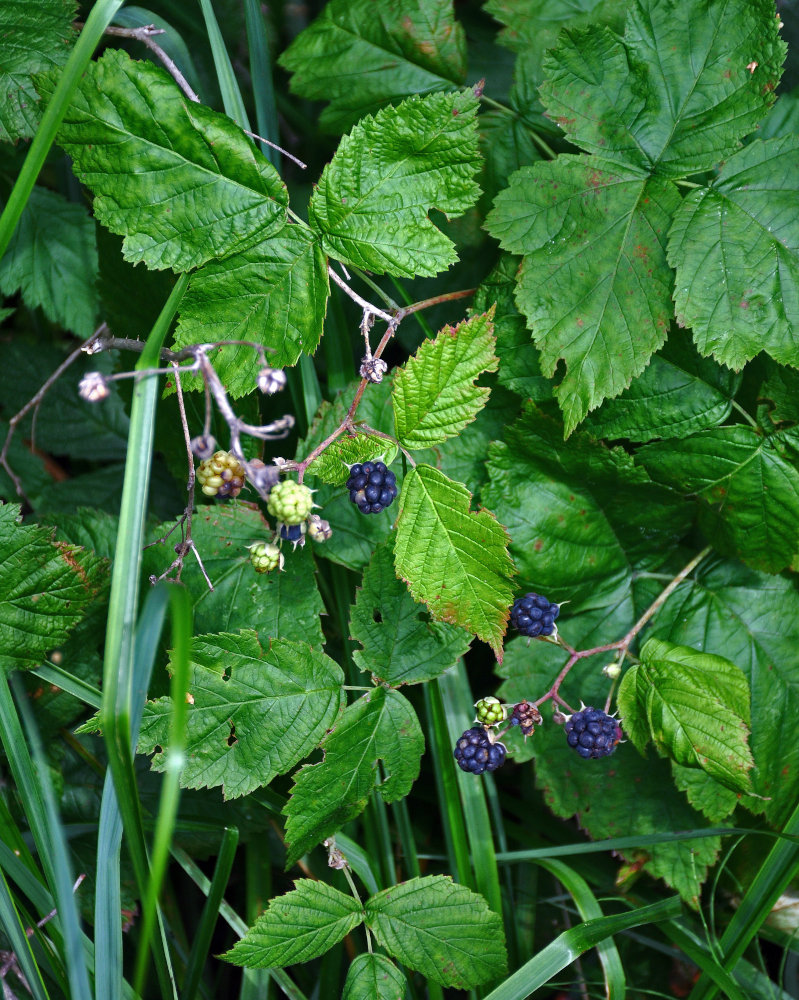 Изображение особи Rubus caesius.