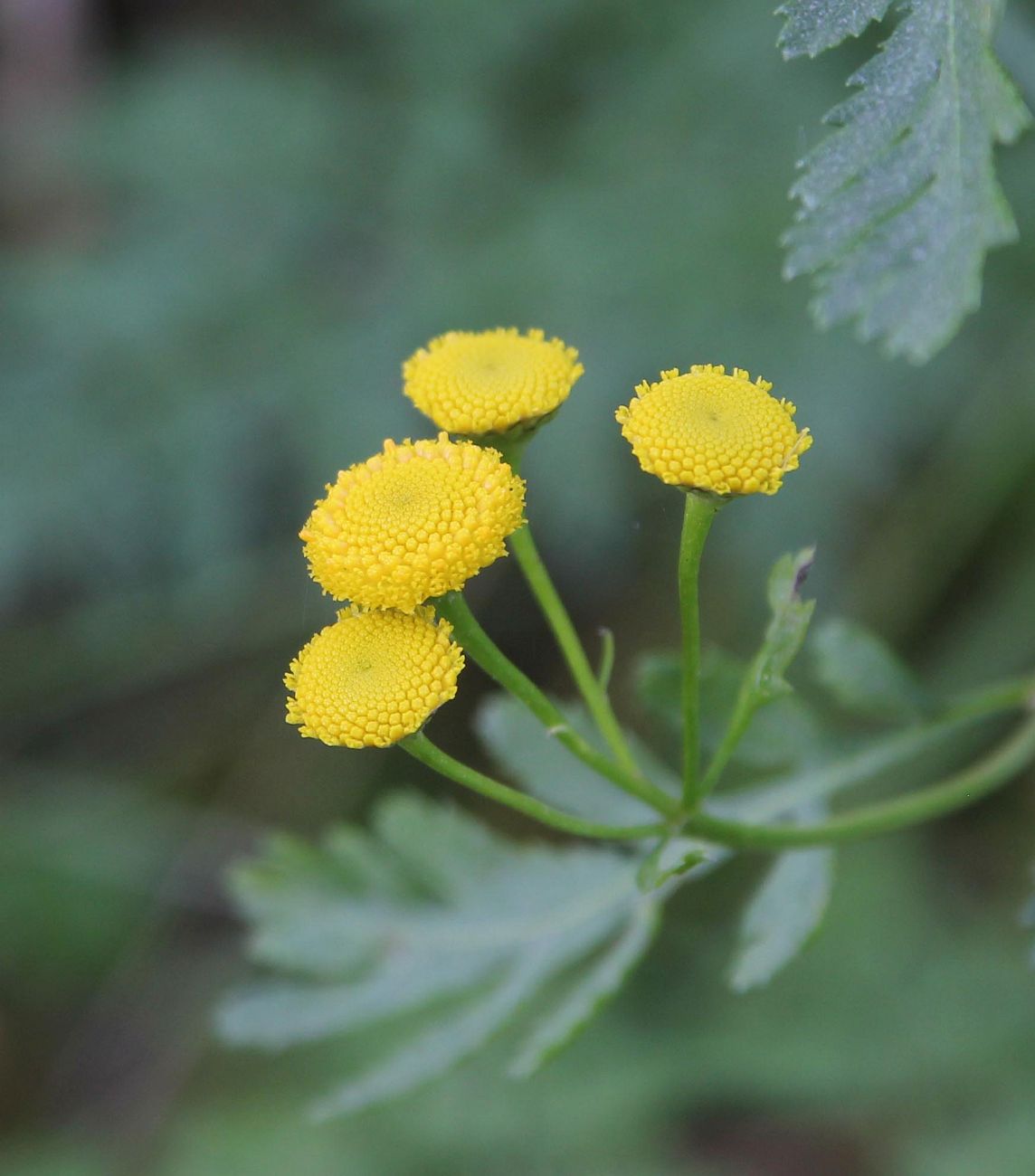 Изображение особи Tanacetum vulgare.