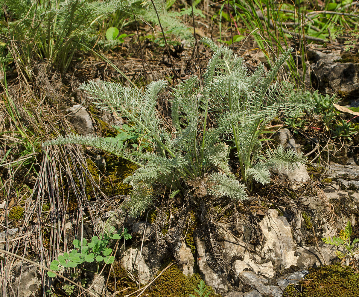 Image of Tanacetum kittaryanum specimen.