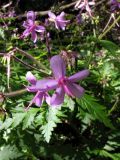 Geranium reuteri