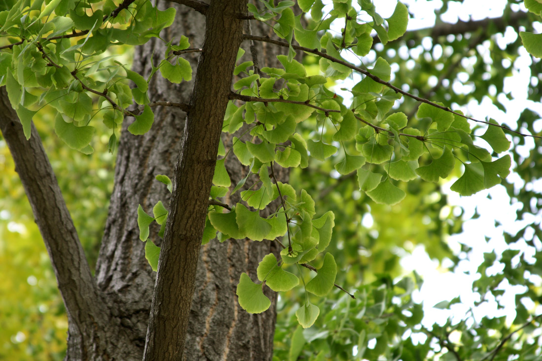 Изображение особи Ginkgo biloba.