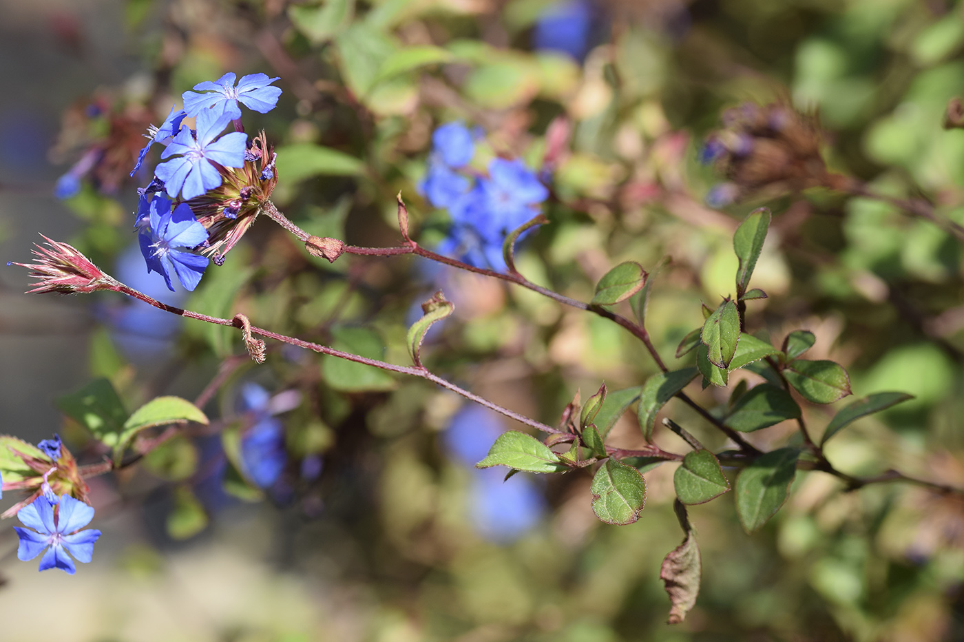 Изображение особи Ceratostigma plumbaginoides.