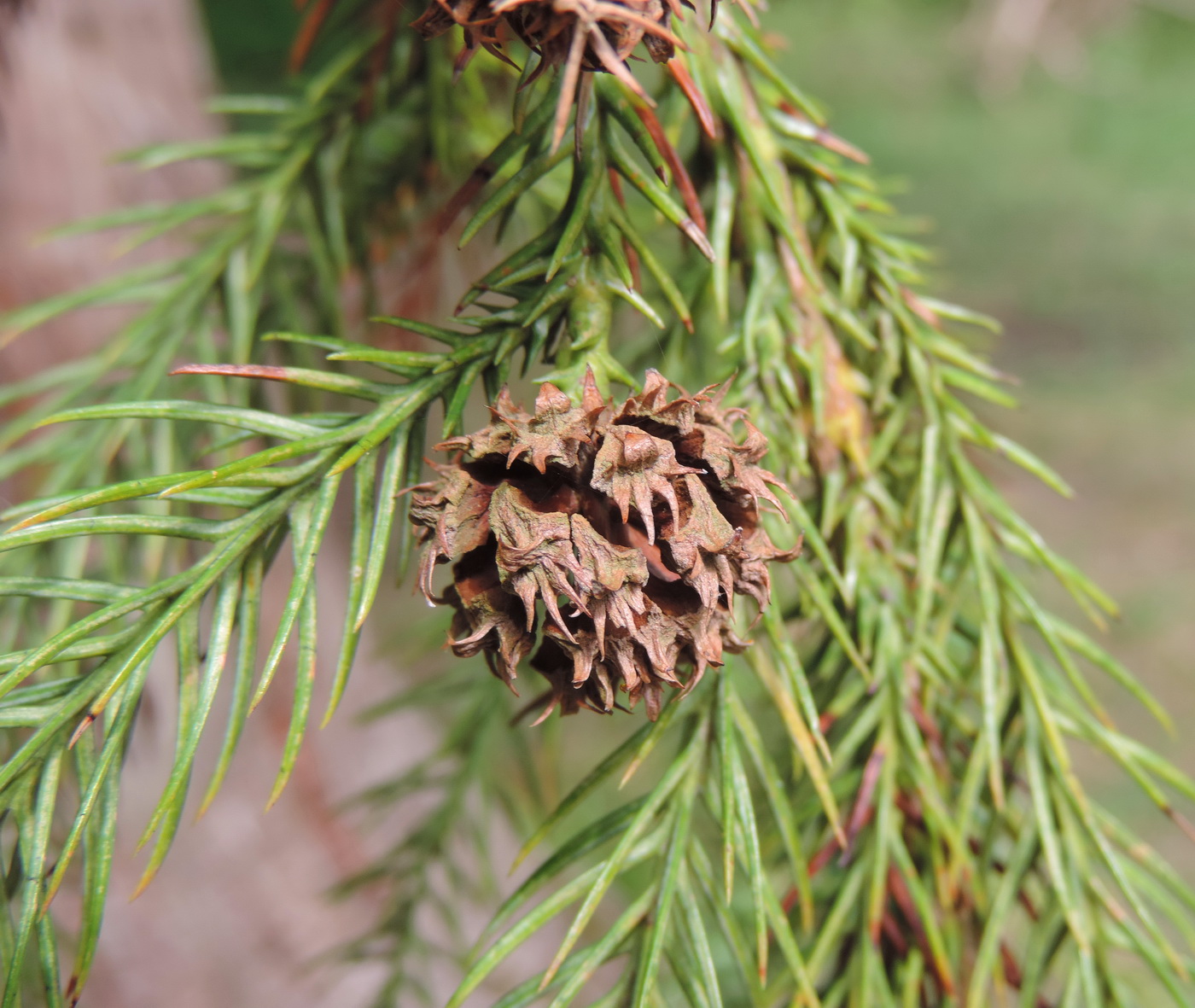 Изображение особи Cryptomeria japonica.