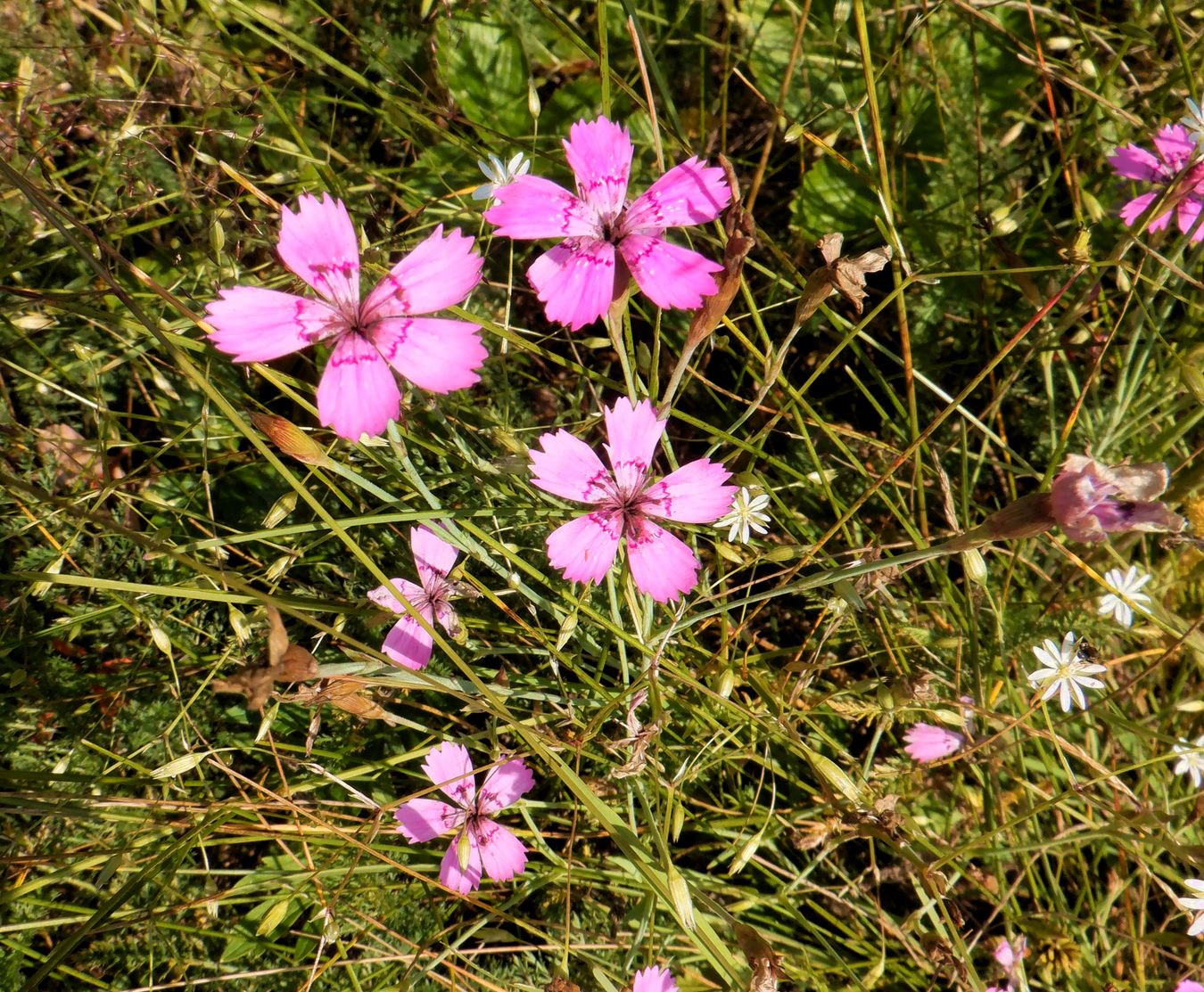 Image of Dianthus deltoides specimen.