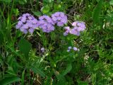 Primula farinosa