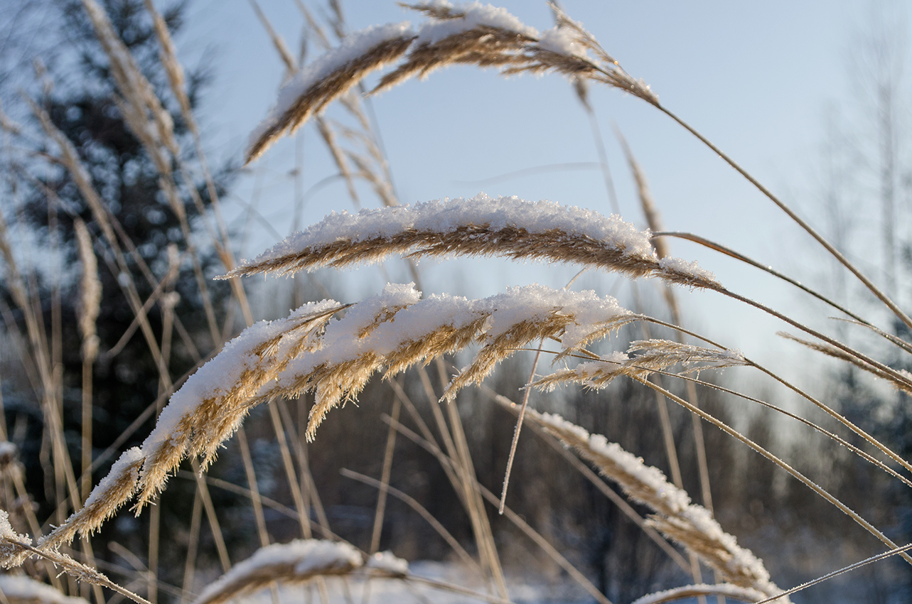 Изображение особи Calamagrostis epigeios.