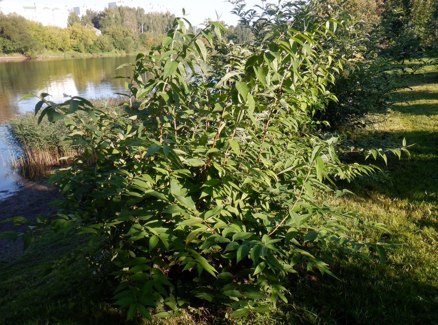 Image of genus Deutzia specimen.