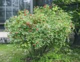 Rosa canina