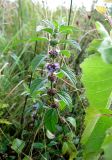 Mentha arvensis