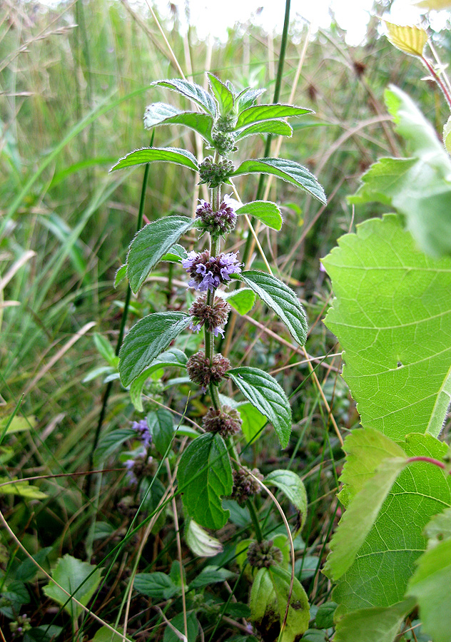 Image of Mentha arvensis specimen.