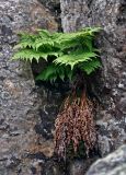 Dryopteris expansa. Взрослое растение. Челябинская обл., Миасский гор. округ, Александровская сопка, ≈ 800 м н.у.м., расщелина в скале. 23.07.2020.