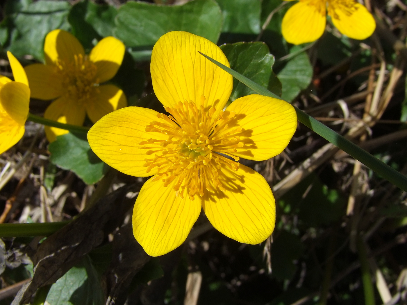 Image of Caltha palustris specimen.