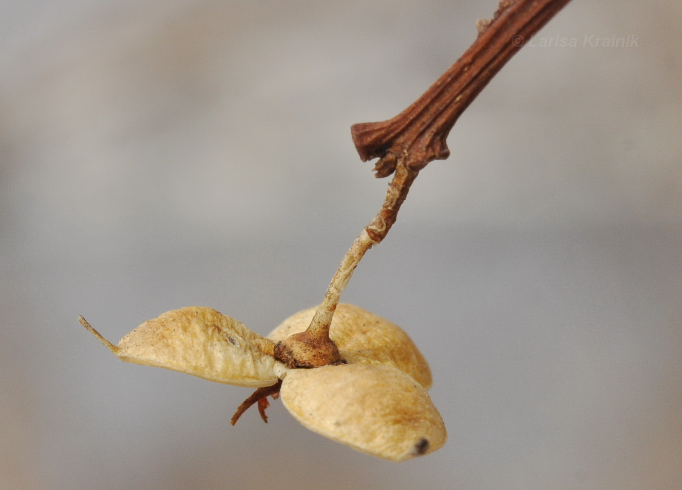 Изображение особи Celastrus orbiculata.