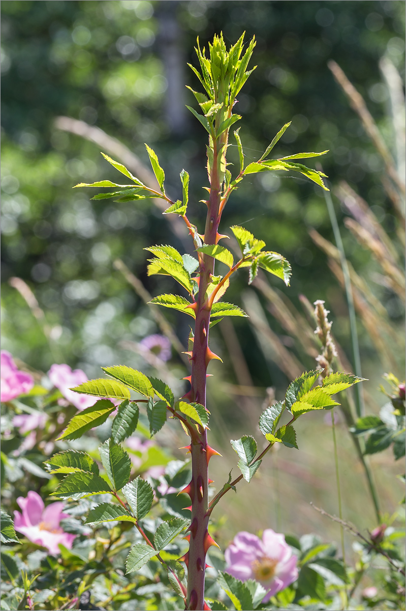 Image of Rosa subcanina specimen.