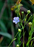 Linum usitatissimum. Верхушка побега с цветком. Тульская обл., Узловский р-н, окр. с. Люторичи, берег карьера. 03.11.2020.