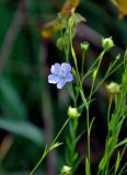 Linum usitatissimum