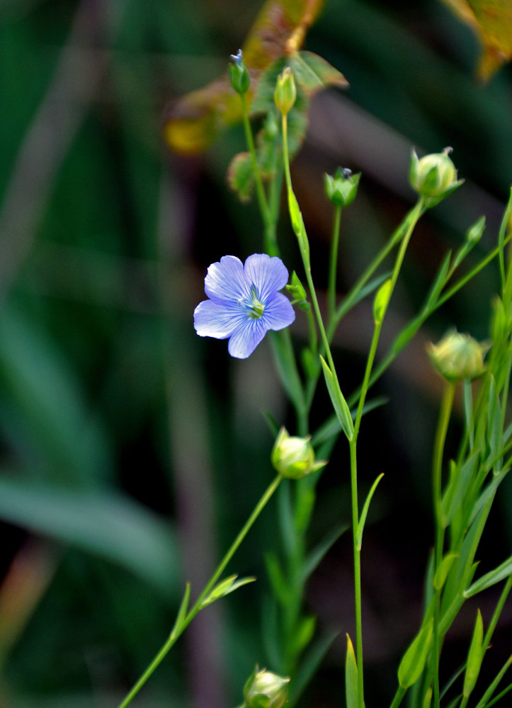 Изображение особи Linum usitatissimum.