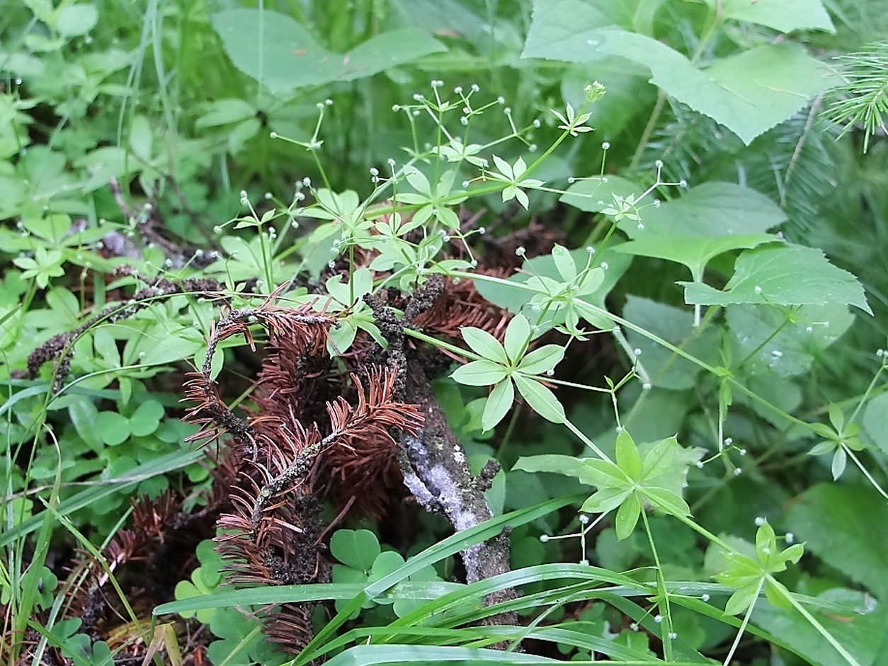 Изображение особи Galium triflorum.