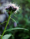 Saussurea latifolia