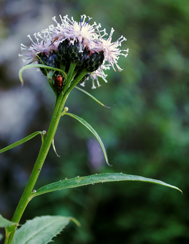 Image of Saussurea latifolia specimen.