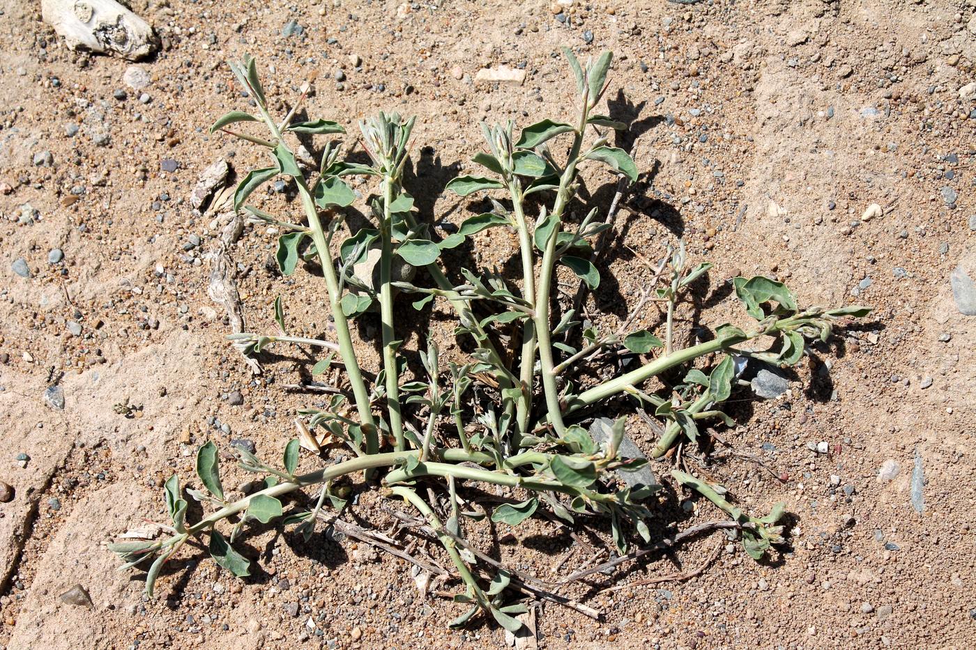 Image of Alhagi kirghisorum specimen.