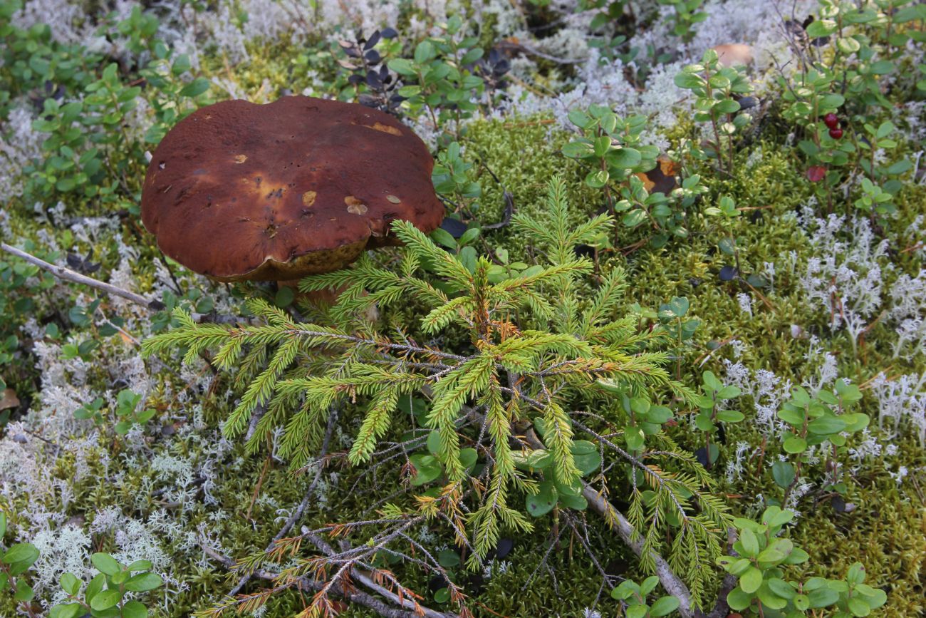 Image of Picea abies specimen.